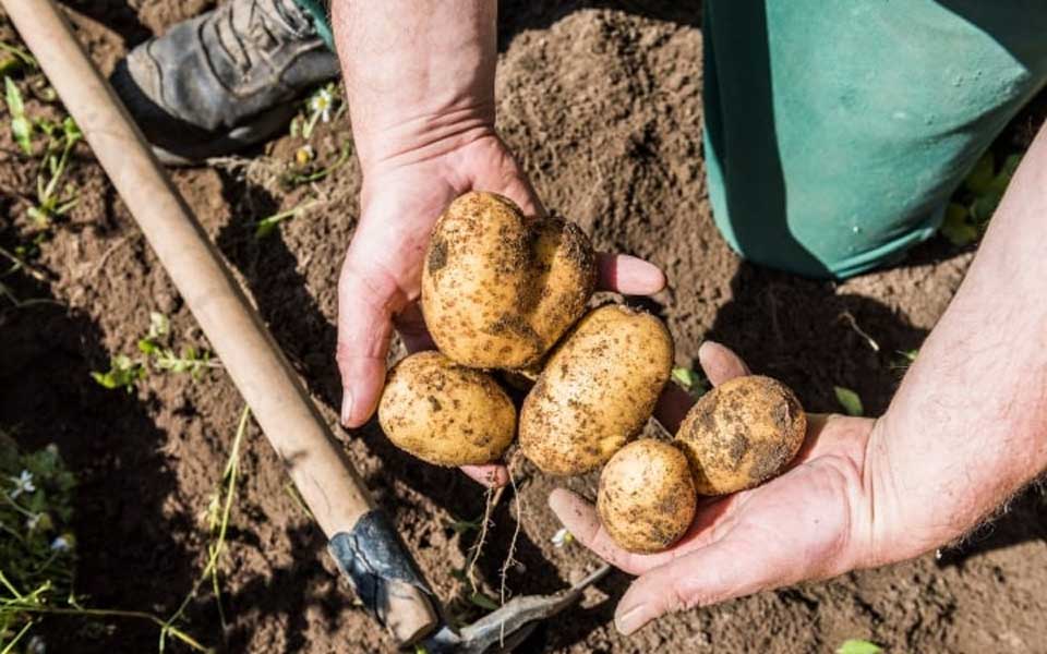 Geerntete Bio-Kartoffeln als Symbol für das Projekt Bio-Möglichmacher.