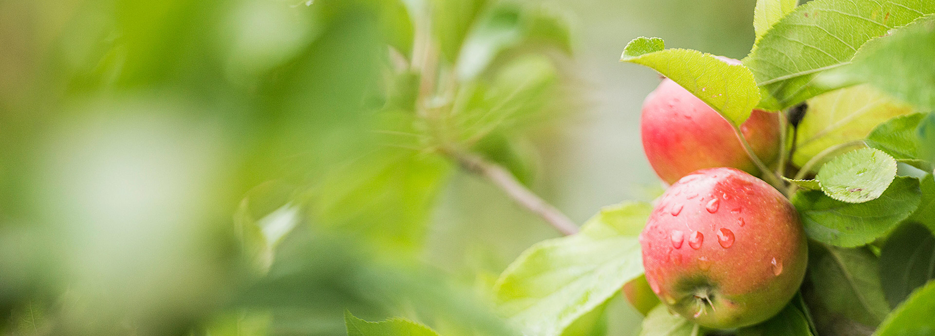 Bio Äpfel aus dem alten Land Transgourmet