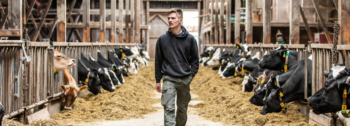 Niclas Meyer im Stall bei seinen Kühen