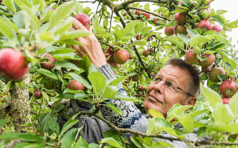 Bio Äpfel aus dem alten Land - Apfel pflücken