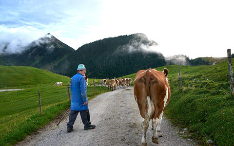 Bauer mit Kuh. Berg im Hintergrund