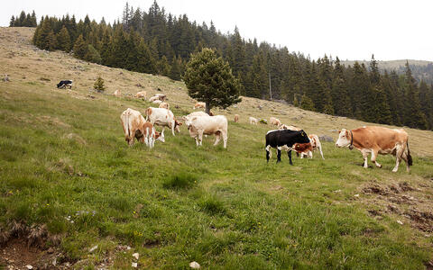 Almweiderind aus Österreich - die Tiere auf der Alm