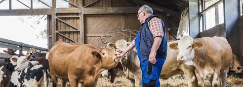 Färsen aus dem Alpenraum - Mann streichelt Rind