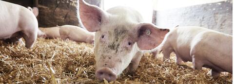 Lübchiner Strohschwein - Schweinchen im Stroh