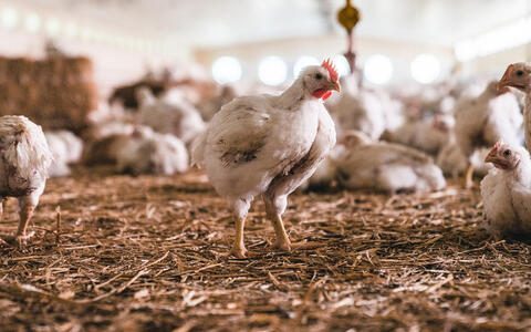 Bayrisches Hofgeflügel - Nahaufnahme Huhn im Stall