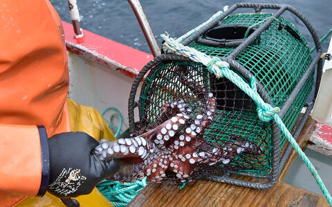 Pulpo in der Reuse an Bord eines Fischereibootes