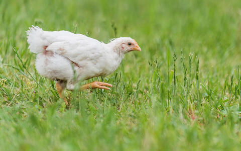 Junges Huhn auf einer Wiese