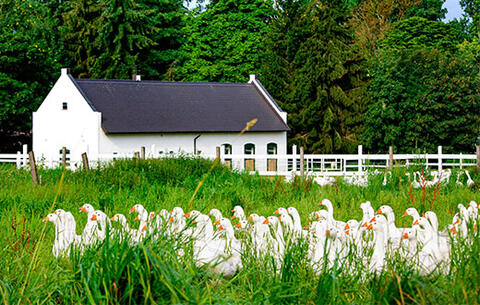 Wermsdorfer Weidegans