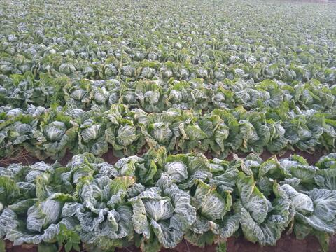 Wetter belastet Obst und Gemüse