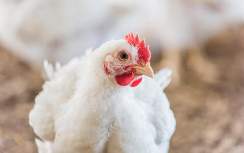 Huhn