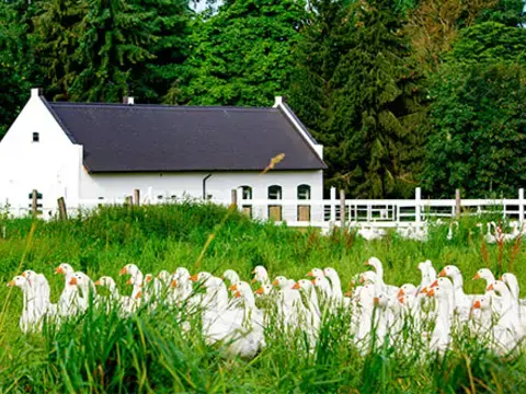Wermsdorfer Weidegans