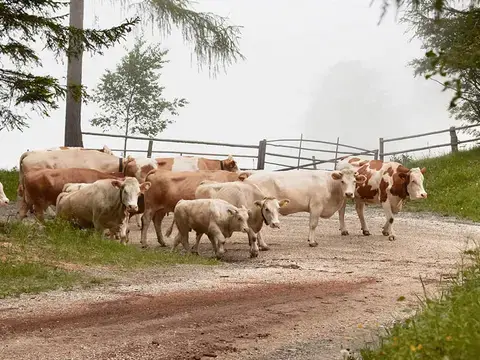 Ursprung Almweiderind aus österreichischen Bergregionen