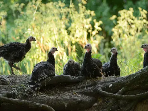 Ursprung Bio Waldlandpute im Wald
