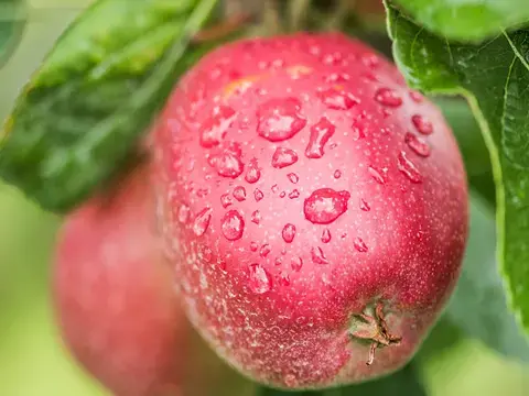 Ursprung Bio Äpfel am Baum aus dem alten Land