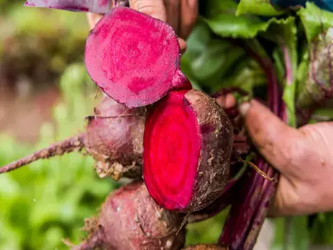 Ursprung rote Bete aus Südhessen