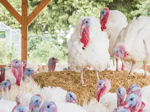 Ursprung deutsche Strohpute im Freien auf Heu