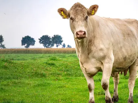 Ursprung Färse aus Niedersachsen auf der Weide