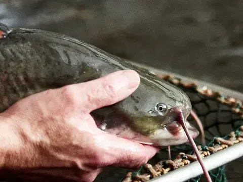 Ursprung Hasentaler Edelwaller