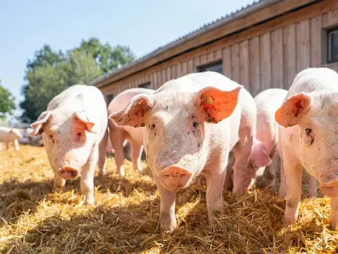 Ursprung Schweine im Freien auf Heu