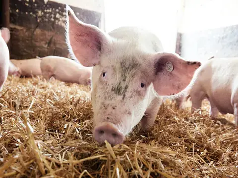 Ursprung Lübchiner Strohschwein im Stall