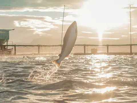 Ursprung Lachs aus den Westforden Islands