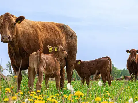 Ursprung Mecklenburger Kälber auf der Weide