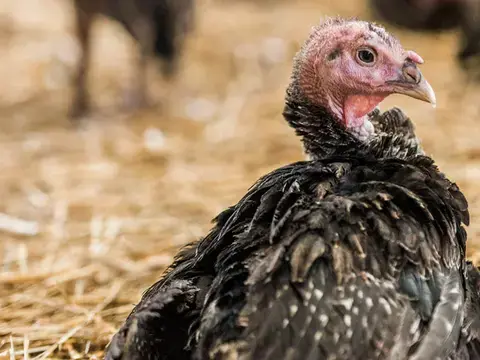 Ursprung Mecklenburger Bio-Pute umgeben von Heu