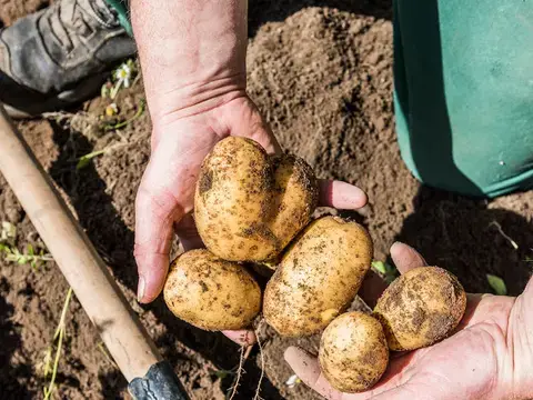 Bio Kartoffelknödel frisch geerntet