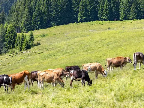 Ursprung Zillertaler Kühe auf der Alm