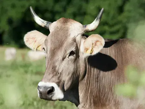 Ursprung Zurwieser Kuh
