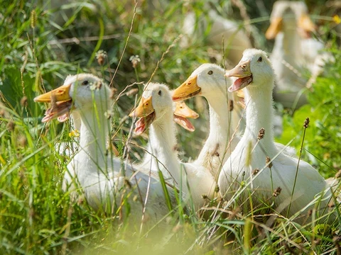 Nahaufnahme einer Gruppe junger Enten im Gras