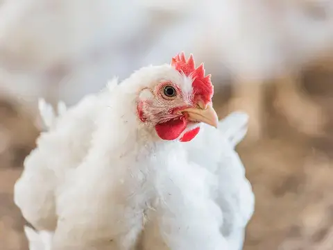 Huhn Nahaufnahme